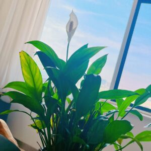 花草